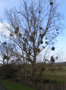 Screen Shot 2013-12-17 at 3.24.38 PM